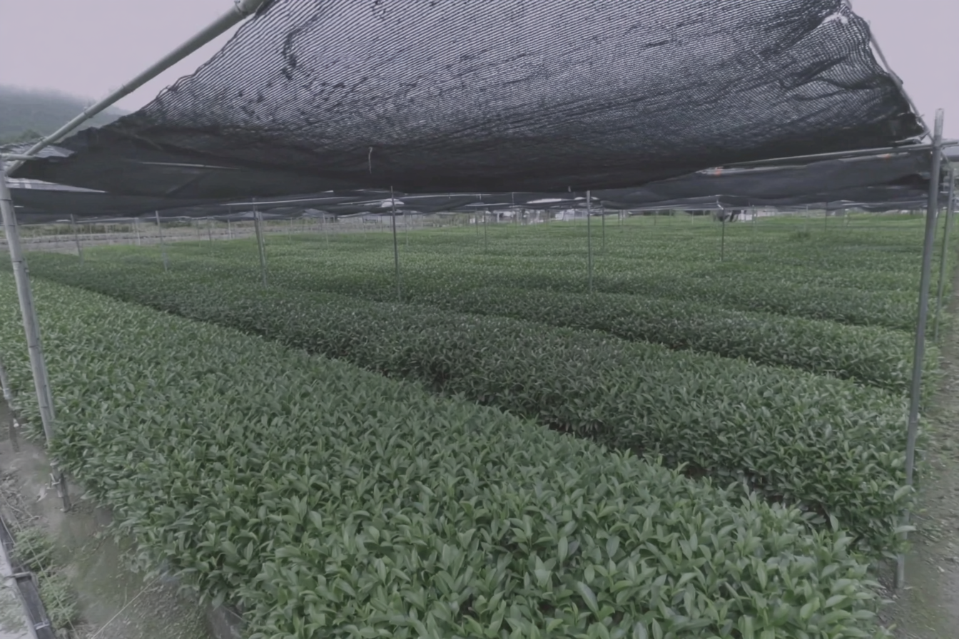 Shade-covered tea fields before harvest